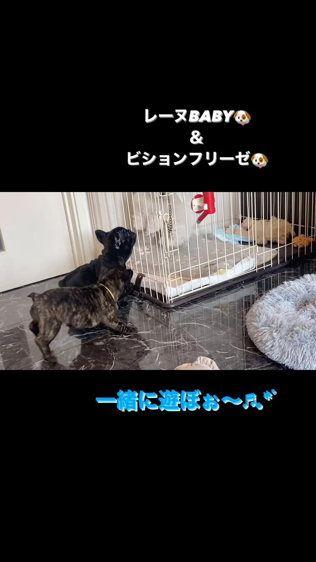 レーヌBABY🐶とビションフリーゼ🐶