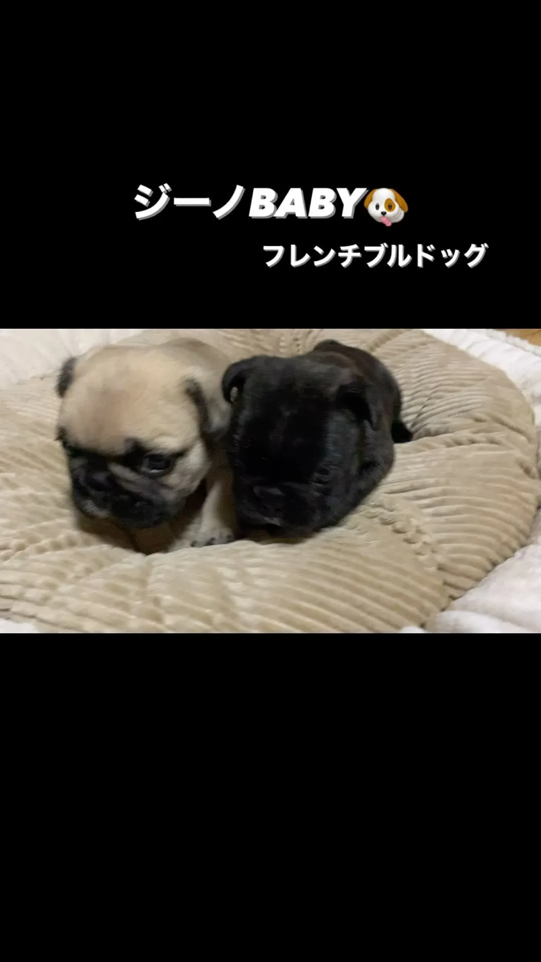 ジーノBABY🐶 フレンチブルドッグ