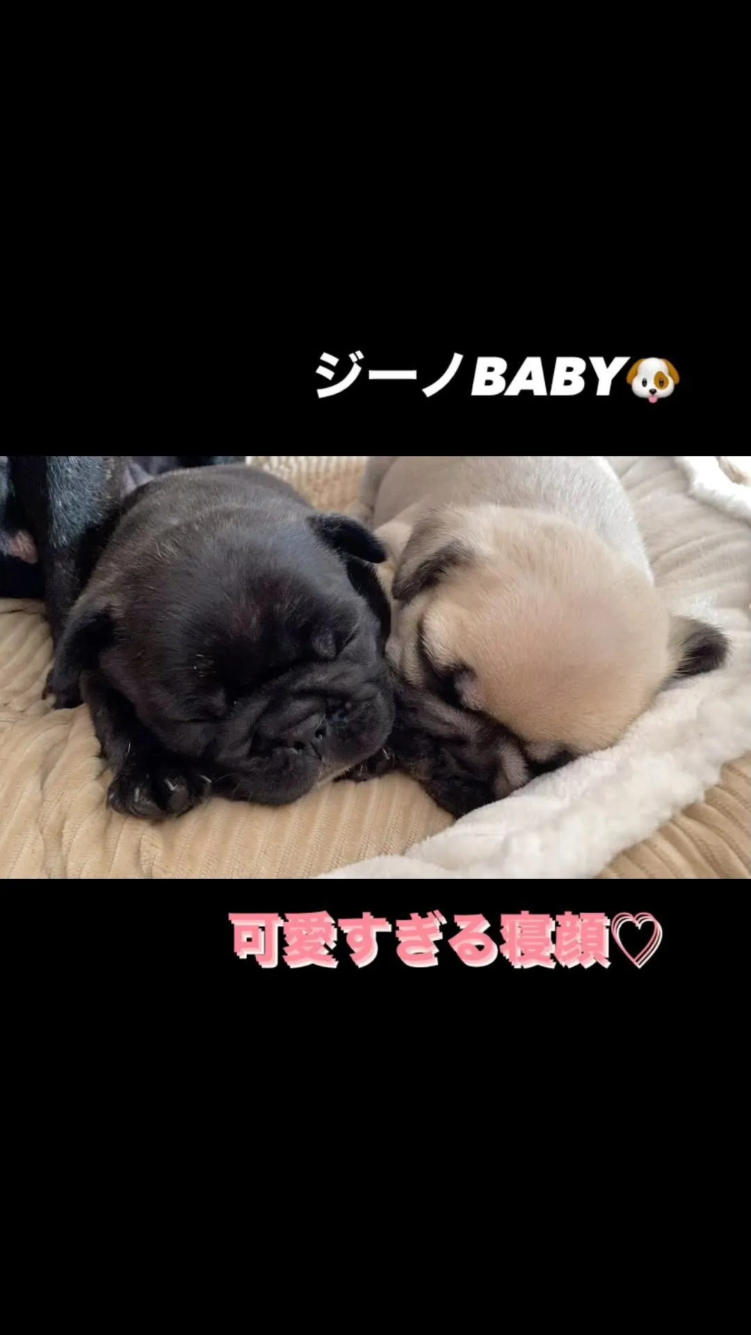 ジーノBABY🐶 可愛すぎる寝顔♡