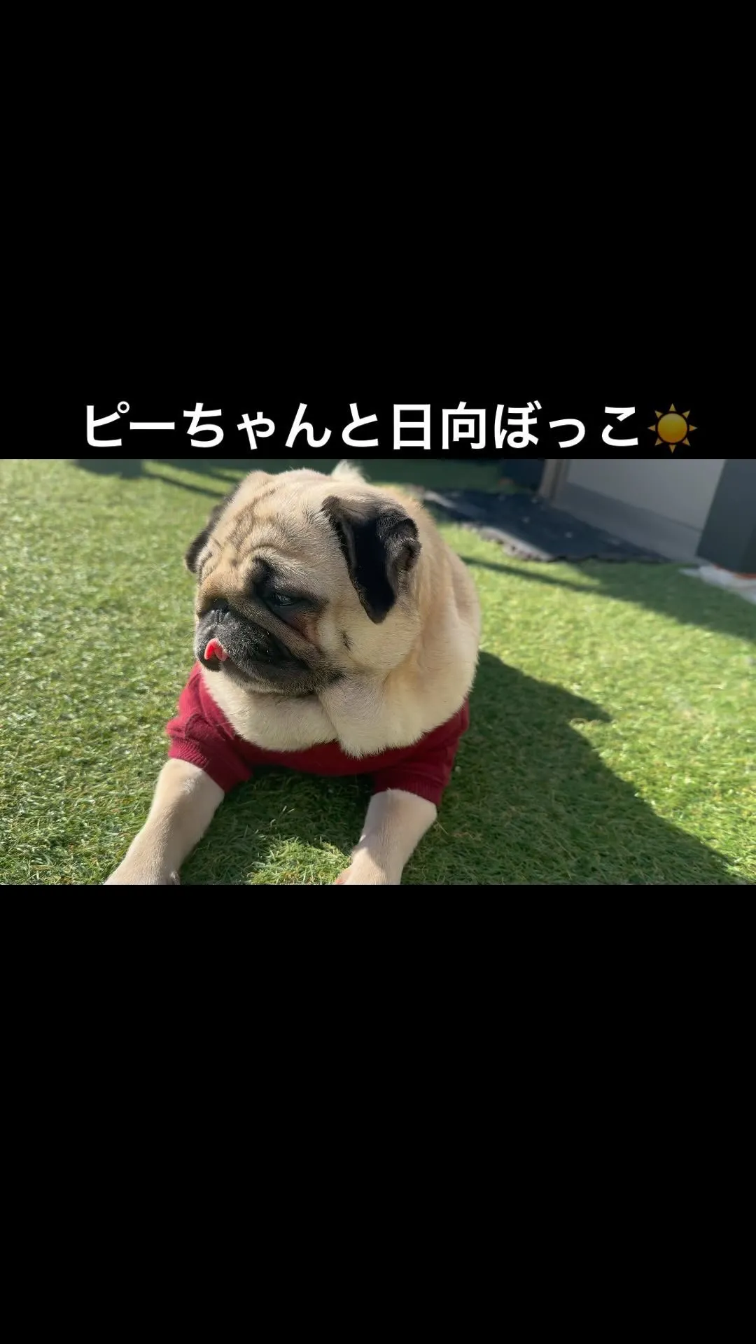 ピーちゃんと日向ぼっこ😍